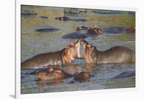 Two Hippos Fighting in Foreground of Mostly Submerged Hippos in Pool-James Heupel-Framed Photographic Print