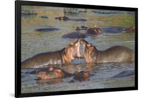 Two Hippos Fighting in Foreground of Mostly Submerged Hippos in Pool-James Heupel-Framed Photographic Print