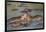 Two Hippos Fighting in Foreground of Mostly Submerged Hippos in Pool-James Heupel-Framed Photographic Print