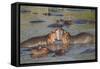 Two Hippos Fighting in Foreground of Mostly Submerged Hippos in Pool-James Heupel-Framed Stretched Canvas