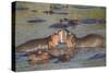 Two Hippos Fighting in Foreground of Mostly Submerged Hippos in Pool-James Heupel-Stretched Canvas