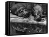 Two Hippos Rest by a Pool-null-Framed Stretched Canvas