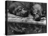 Two Hippos Rest by a Pool-null-Stretched Canvas