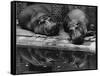 Two Hippos Rest by a Pool-null-Framed Stretched Canvas