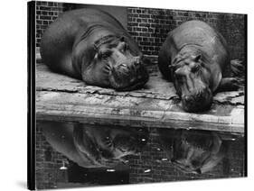 Two Hippos Rest by a Pool-null-Stretched Canvas