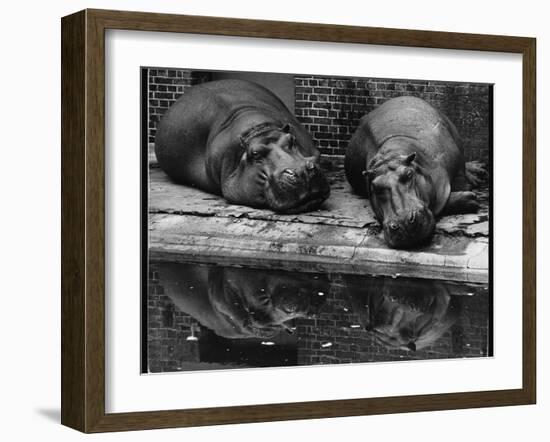 Two Hippos Rest by a Pool-null-Framed Premium Photographic Print