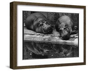 Two Hippos Rest by a Pool-null-Framed Premium Photographic Print