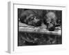 Two Hippos Rest by a Pool-null-Framed Premium Photographic Print