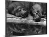 Two Hippos Rest by a Pool-null-Mounted Premium Photographic Print