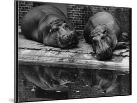 Two Hippos Rest by a Pool-null-Mounted Premium Photographic Print