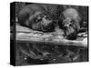 Two Hippos Rest by a Pool-null-Stretched Canvas