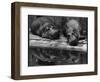 Two Hippos Rest by a Pool-null-Framed Photographic Print