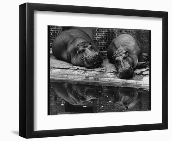 Two Hippos Rest by a Pool-null-Framed Photographic Print