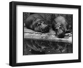 Two Hippos Rest by a Pool-null-Framed Photographic Print