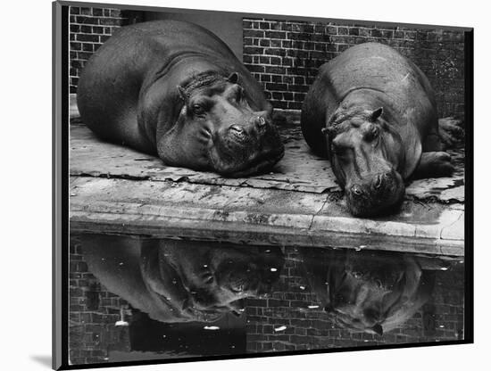 Two Hippos Rest by a Pool-null-Mounted Photographic Print
