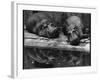 Two Hippos Rest by a Pool-null-Framed Photographic Print