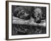 Two Hippos Rest by a Pool-null-Framed Photographic Print