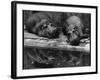 Two Hippos Rest by a Pool-null-Framed Photographic Print