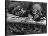 Two Hippos Rest by a Pool-null-Stretched Canvas