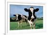 Two Holstein Cows in Grass Field-null-Framed Photo