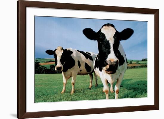 Two Holstein Cows in Grass Field-null-Framed Photo