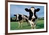 Two Holstein Cows in Grass Field-null-Framed Photo