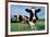 Two Holstein Cows in Grass Field-null-Framed Photo