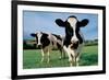 Two Holstein Cows in Grass Field-null-Framed Photo