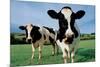 Two Holstein Cows in Grass Field-null-Mounted Photo