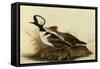 Two Hooded Mergansers-John James Audubon-Framed Stretched Canvas