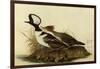 Two Hooded Mergansers-John James Audubon-Framed Giclee Print