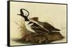 Two Hooded Mergansers-John James Audubon-Framed Stretched Canvas