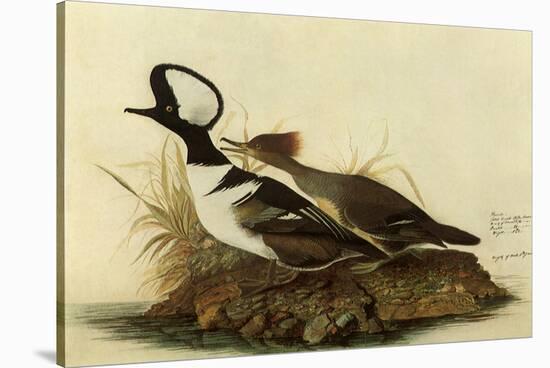 Two Hooded Mergansers-John James Audubon-Stretched Canvas