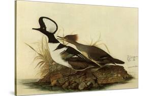 Two Hooded Mergansers-John James Audubon-Stretched Canvas