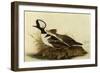 Two Hooded Mergansers-John James Audubon-Framed Giclee Print