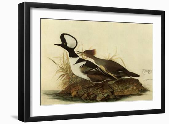 Two Hooded Mergansers-John James Audubon-Framed Giclee Print