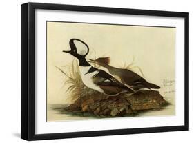 Two Hooded Mergansers-John James Audubon-Framed Giclee Print