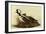 Two Hooded Mergansers-John James Audubon-Framed Giclee Print
