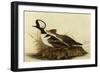 Two Hooded Mergansers-John James Audubon-Framed Giclee Print