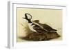 Two Hooded Mergansers-John James Audubon-Framed Giclee Print