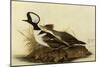 Two Hooded Mergansers-John James Audubon-Mounted Giclee Print