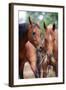 Two Horses Eating Hay.-Alexia Khruscheva-Framed Photographic Print