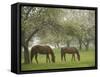 Two Horses Eating in Spring Pasture, Cape Elizabeth, Maine-Nance Trueworthy-Framed Stretched Canvas