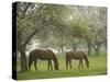 Two Horses Eating in Spring Pasture, Cape Elizabeth, Maine-Nance Trueworthy-Stretched Canvas
