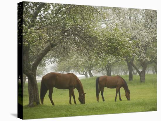 Two Horses Eating in Spring Pasture, Cape Elizabeth, Maine-Nance Trueworthy-Stretched Canvas