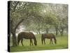 Two Horses Eating in Spring Pasture, Cape Elizabeth, Maine-Nance Trueworthy-Stretched Canvas