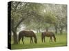 Two Horses Eating in Spring Pasture, Cape Elizabeth, Maine-Nance Trueworthy-Stretched Canvas