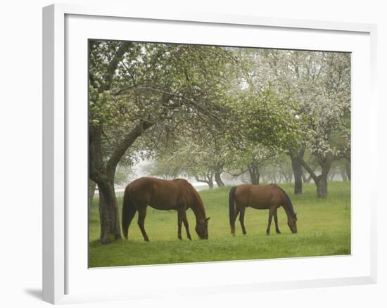 Two Horses Eating in Spring Pasture, Cape Elizabeth, Maine-Nance Trueworthy-Framed Photographic Print