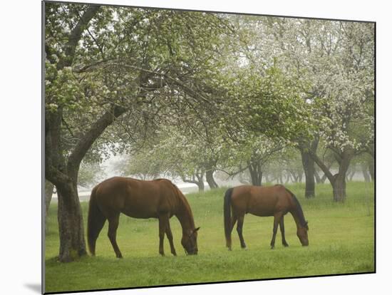 Two Horses Eating in Spring Pasture, Cape Elizabeth, Maine-Nance Trueworthy-Mounted Photographic Print