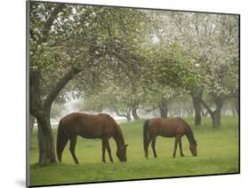 Two Horses Eating in Spring Pasture, Cape Elizabeth, Maine-Nance Trueworthy-Mounted Photographic Print